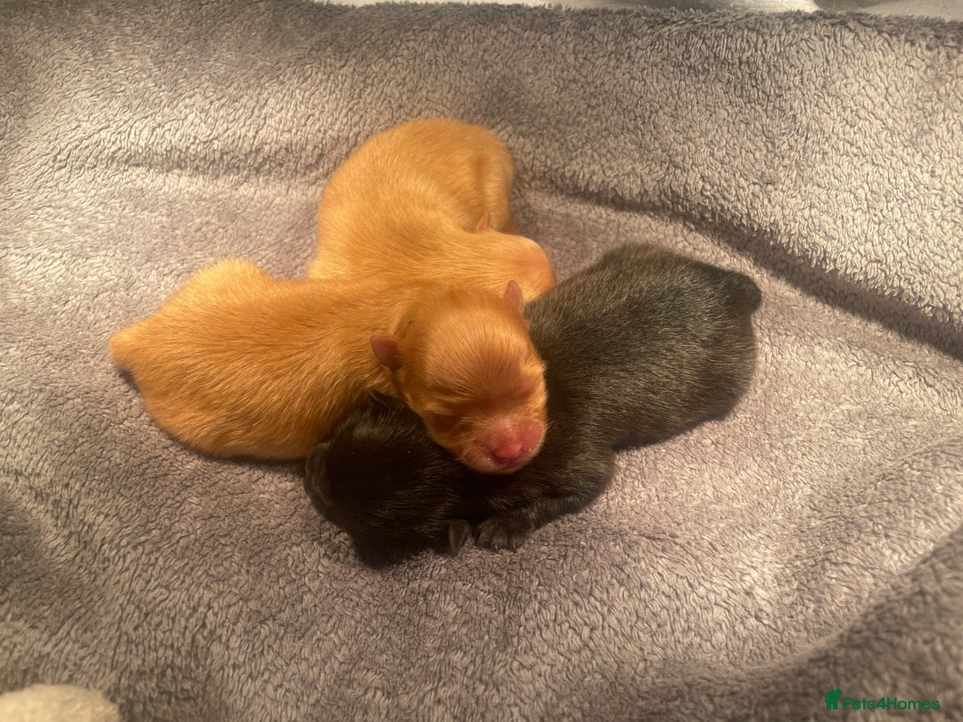 Pomeranian dogs for sale: CHAMPION KENNEL CLUB Pomeranian puppy orange black - Image 1