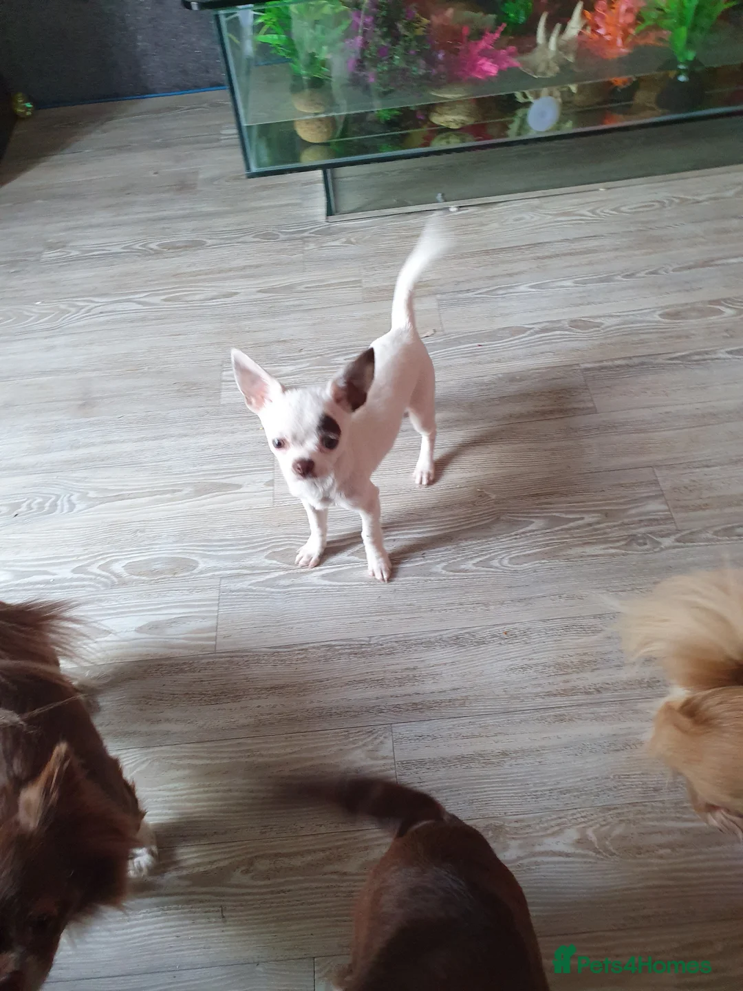 Chihuahua dogs for sale: Xx **  chihuahua white with blue eyes..... - Advert 1