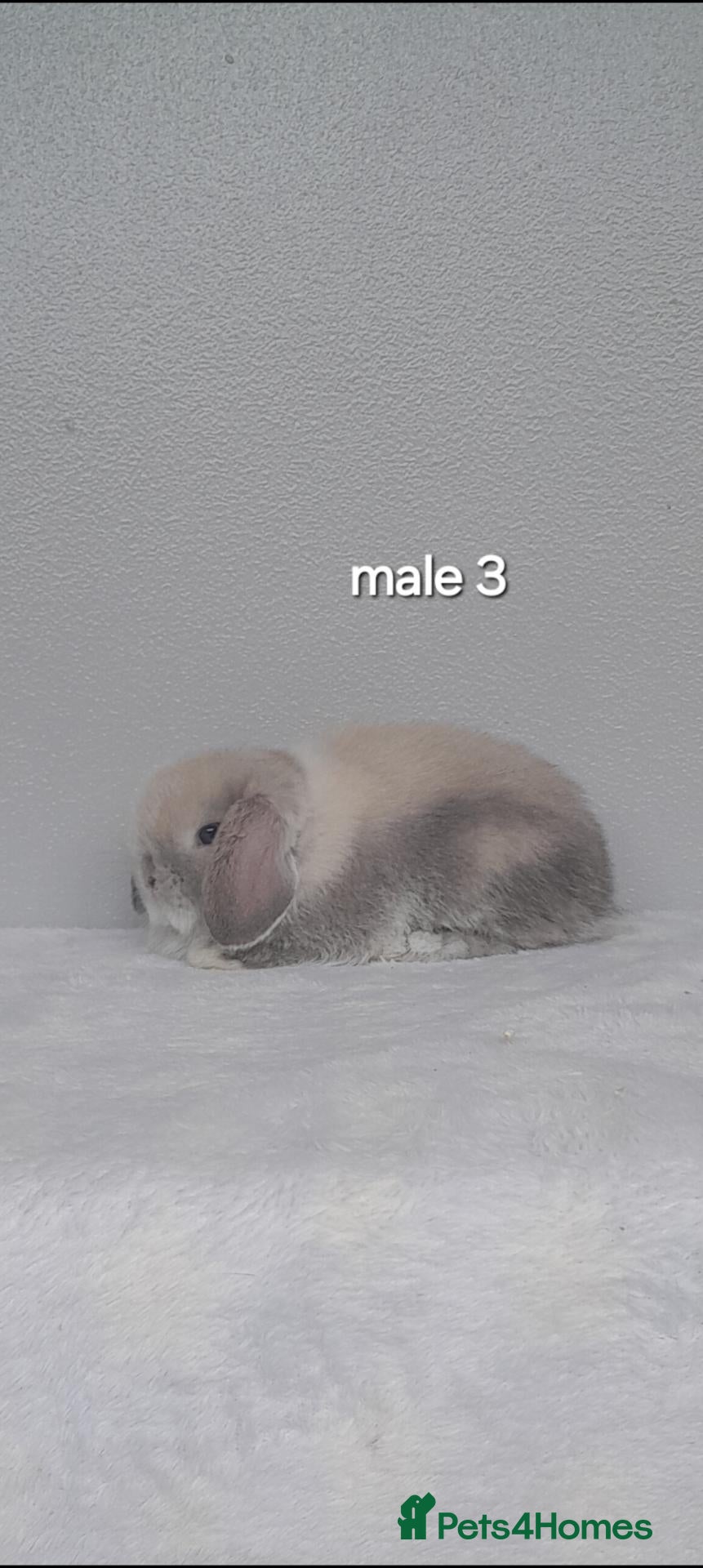 Mini Lop rabbits Purebred mini lop rabbits  - Advert 2