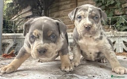 American Bully dogs for sale: Pocket bully puppies ready soon  - Image 12