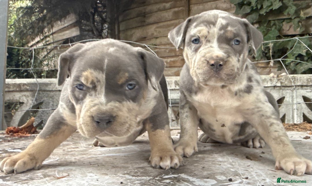 American Bully dogs for sale: Pocket bully puppies ready soon  - Image 12