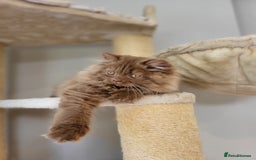 British Longhair cats for sale: Stunning Cinnamon Tica Registered Boy - Image 12