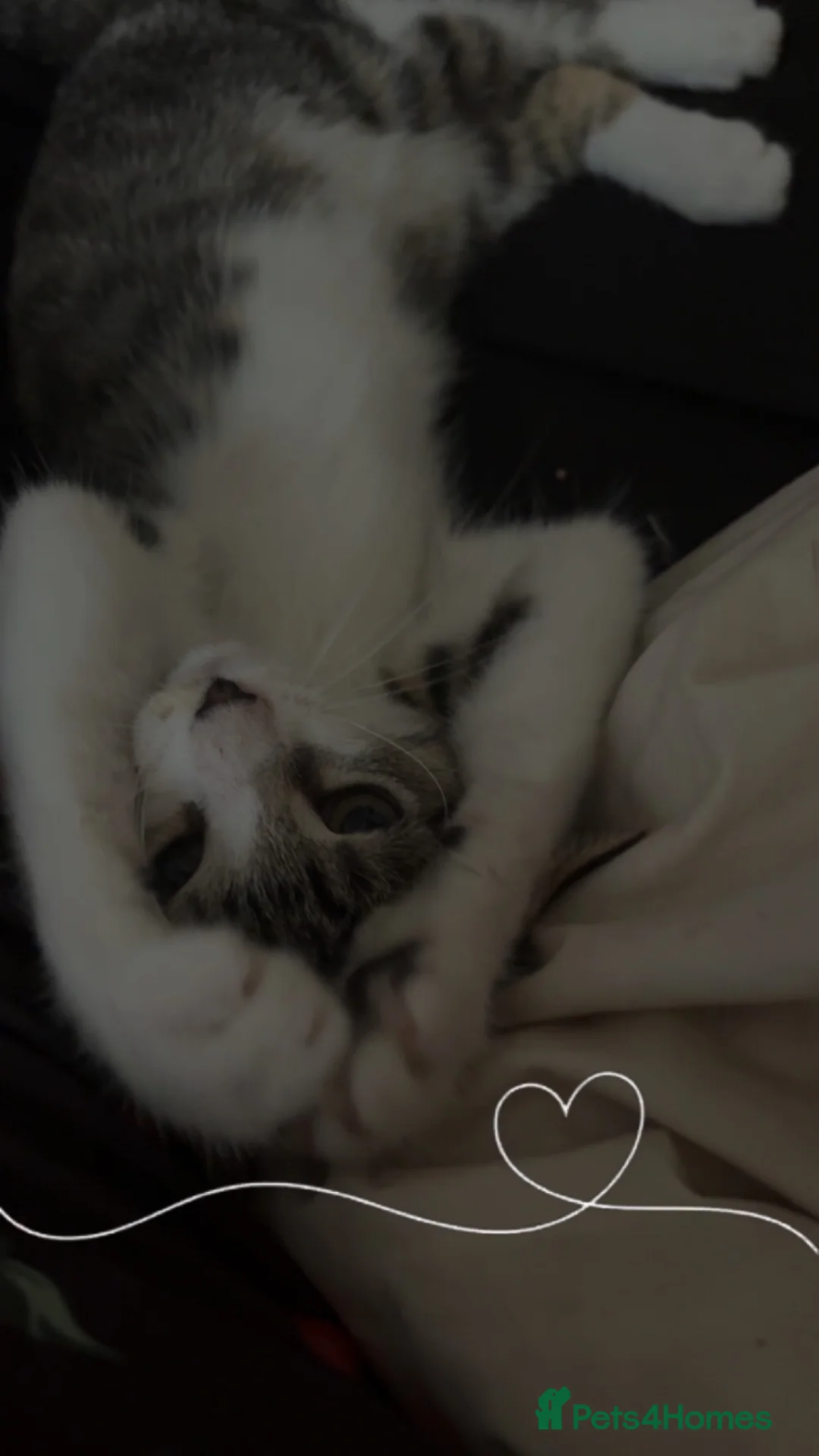 Mixed Breed cats for sale: 2 beautiful kittens kittens  in Stoke-on-Trent - Advert 7