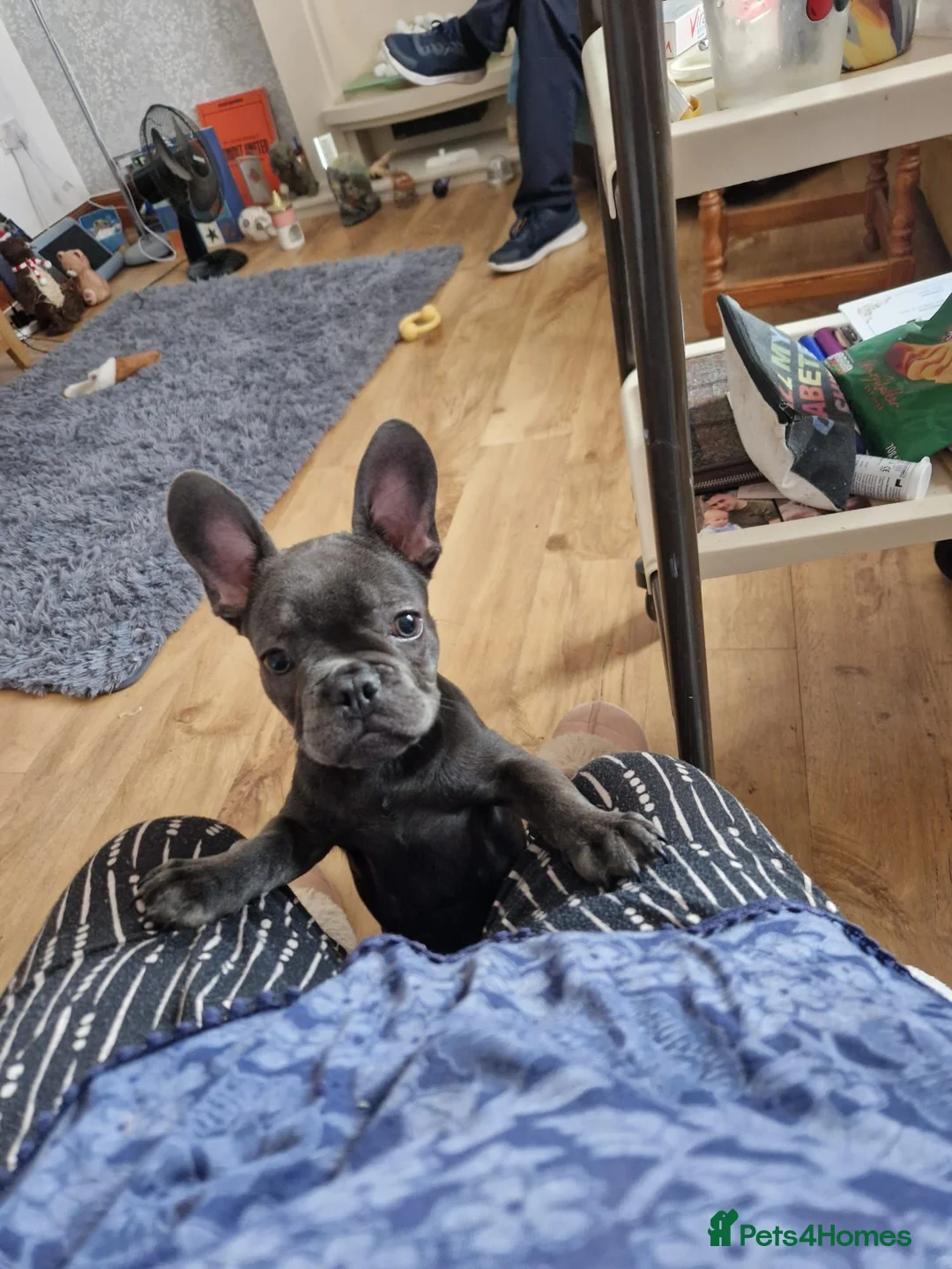 French Bulldog dogs for sale: Nacho in Dundee - Advert 4