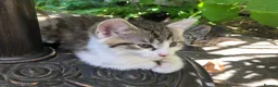 Mixed Breed cats for sale: Little darlings looking for loving homes - Advert 7
