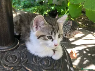 Mixed Breed cats Little darlings looking for loving homes - Advert 12
