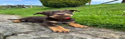Australian Kelpie dogs for sale: Last 2 Vaccinated Australian Kelpie Puppies - Advert 32