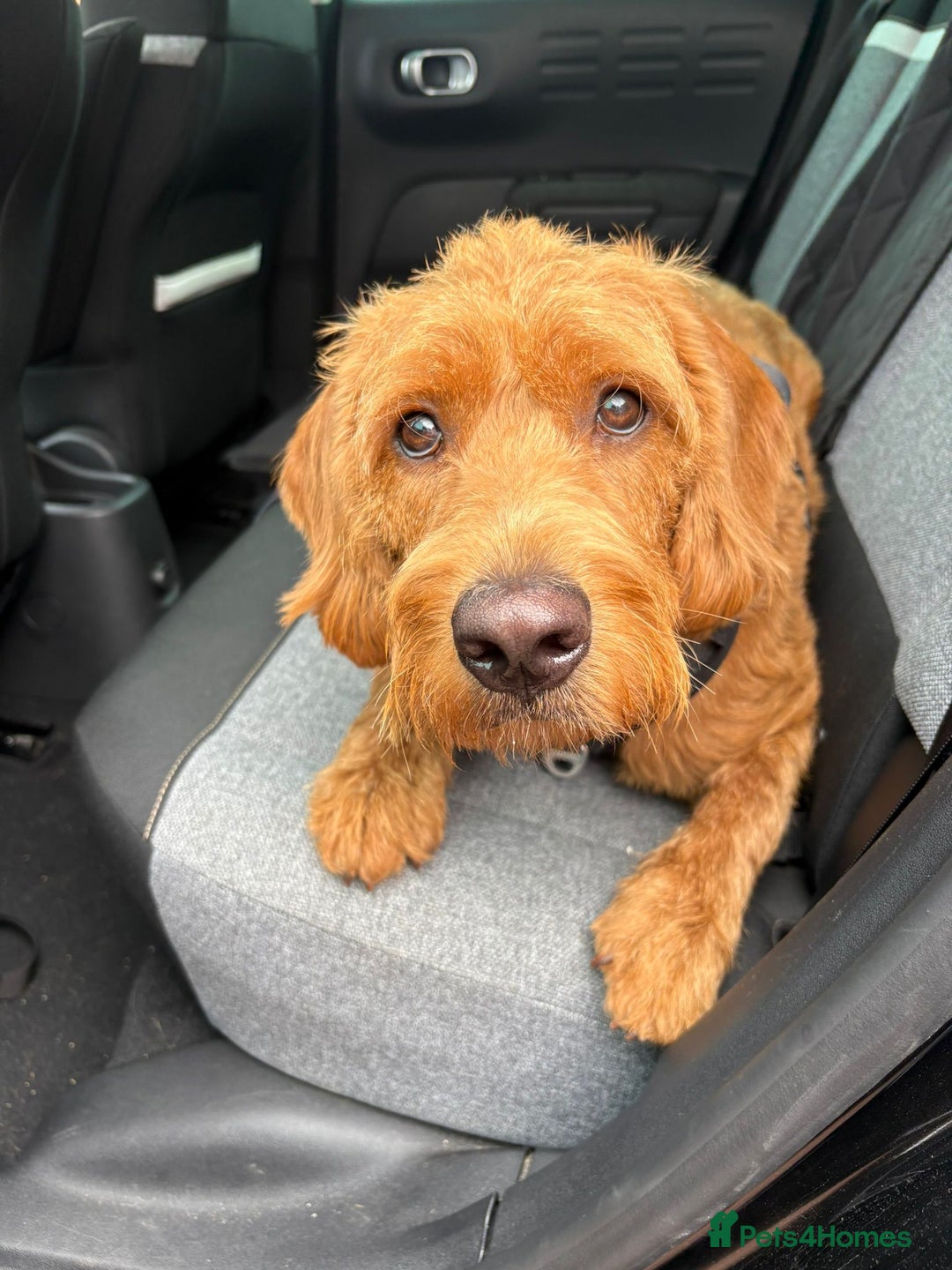 Labradoodle dogs for sale: 10 month old labradoodle for rehoming - Image 5