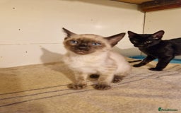 Mixed Breed cats for sale: Bengamese kittens, Bengal/Siamese mix  - Image 20