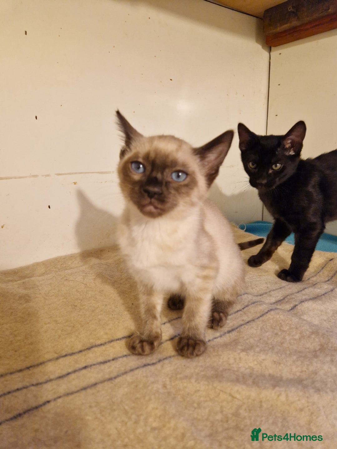 Mixed Breed cats for sale: Bengamese kittens, Bengal/Siamese mix  - Image 20