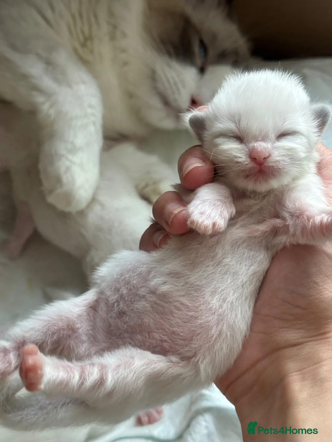 Ragdoll cats for sale: Pure Ragdoll Kittens – Available for Reservation  - Advert 1