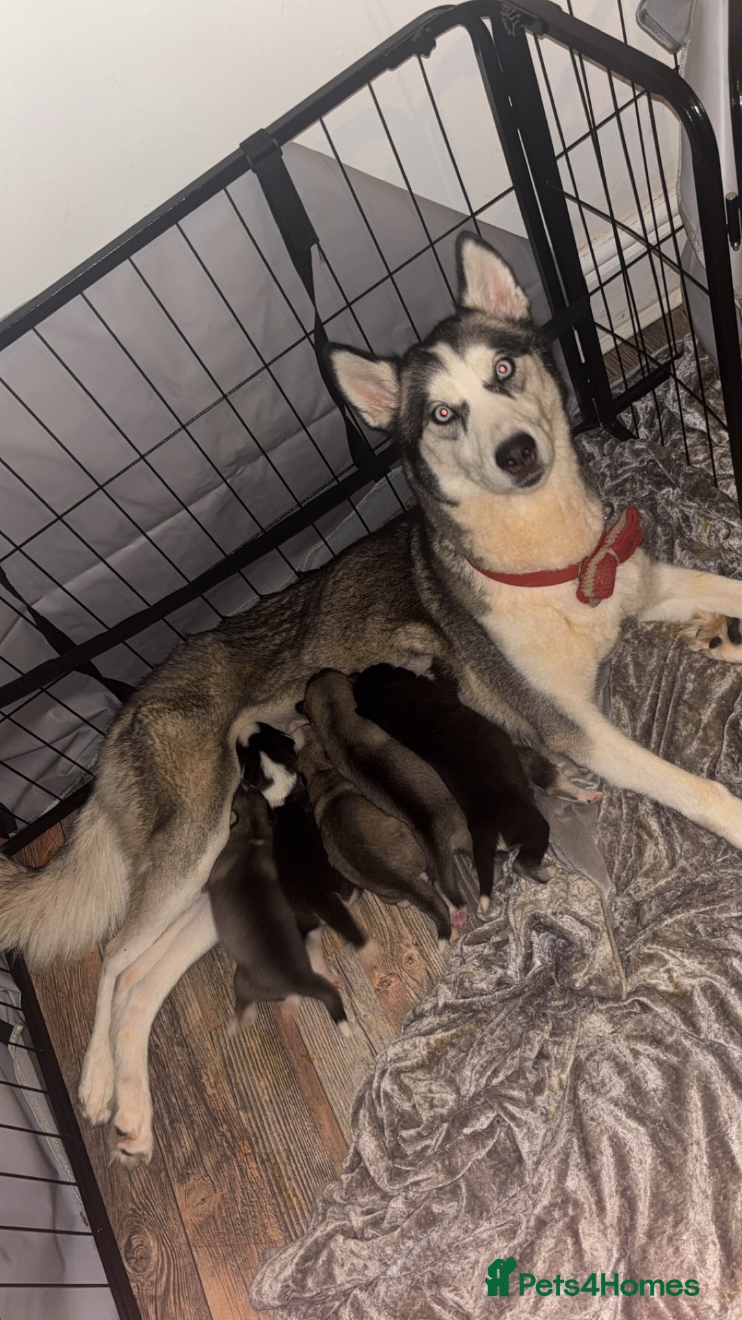 Siberian Husky dogs for sale: 6 beautiful Siberian husky’s🩷 - Advert 2