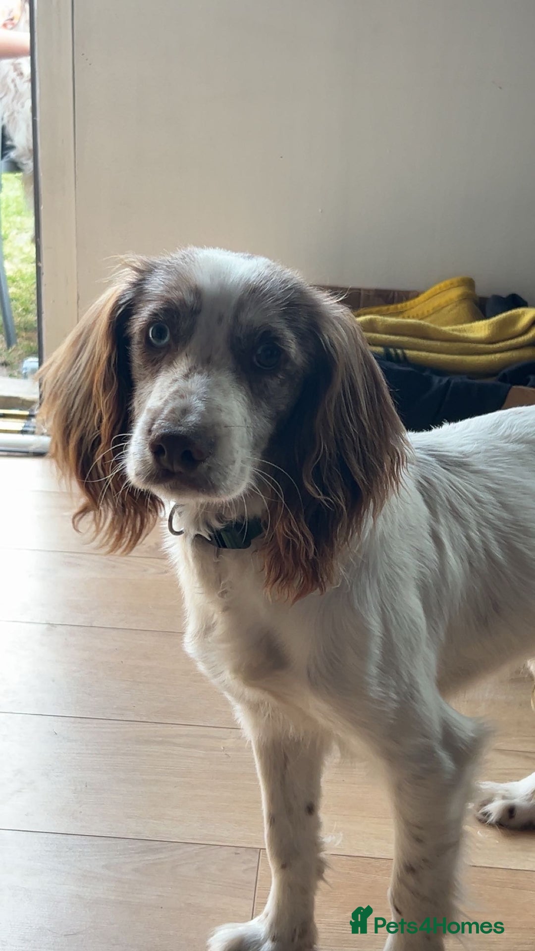 Mixed Breed dogs for sale: Shihpoo X Cocker Spaniel pups - Image 17