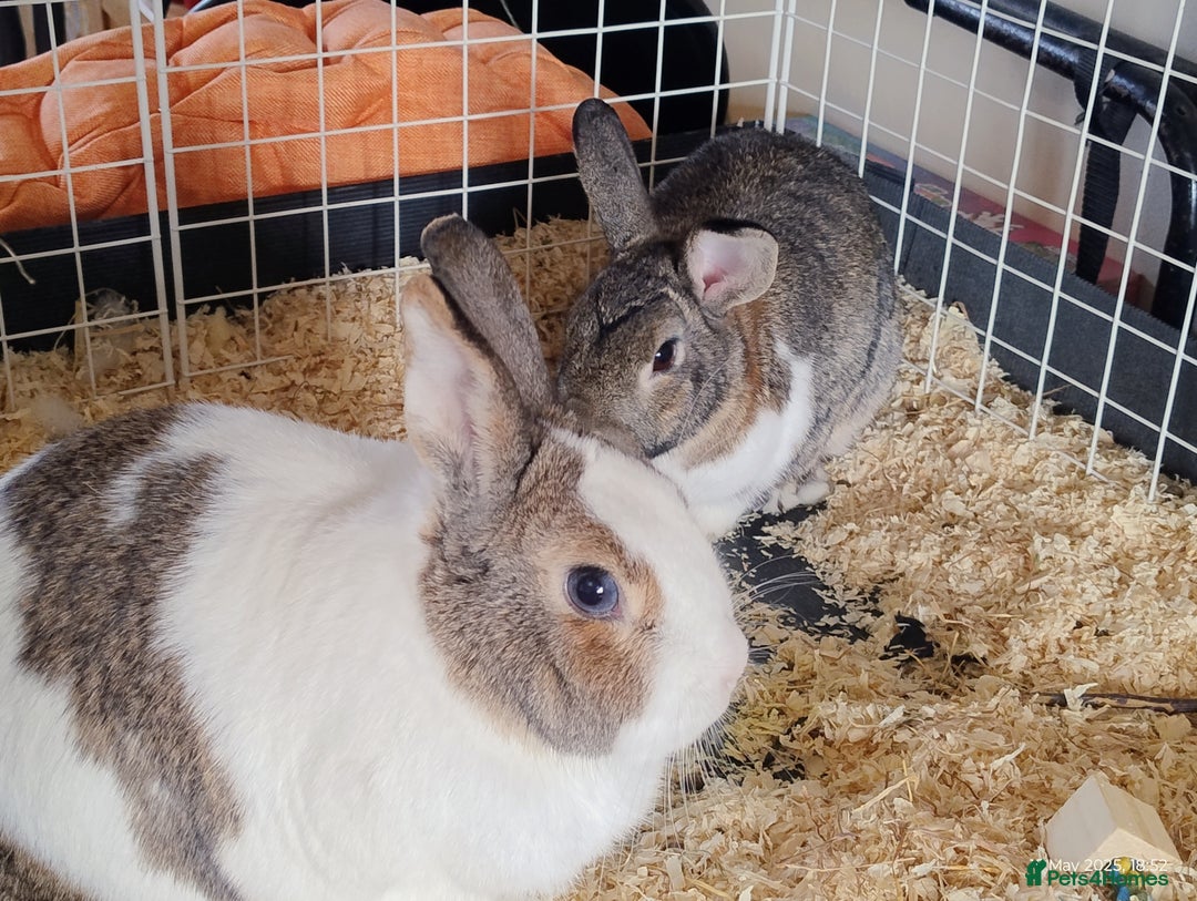 English rabbits for sale: Bonded MF bunnies - Image 7