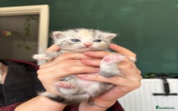 Bengal cats for sale: Beautiful half bengal kittens  - Image 2