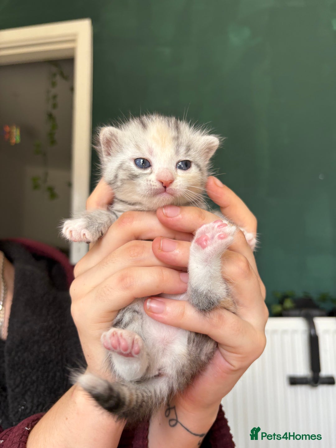 Bengal cats for sale: Beautiful half bengal kittens  - Image 2