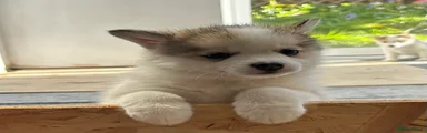 Lupa