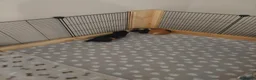 Guinea Pig rodents for sale: Adorable Guinea Pigs Looking for loving Home in Welwyn Garden City - Advert 2