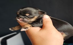 Shih Tzu dogs for sale: Beautiful Shih Tzu Puppies  - Image 3