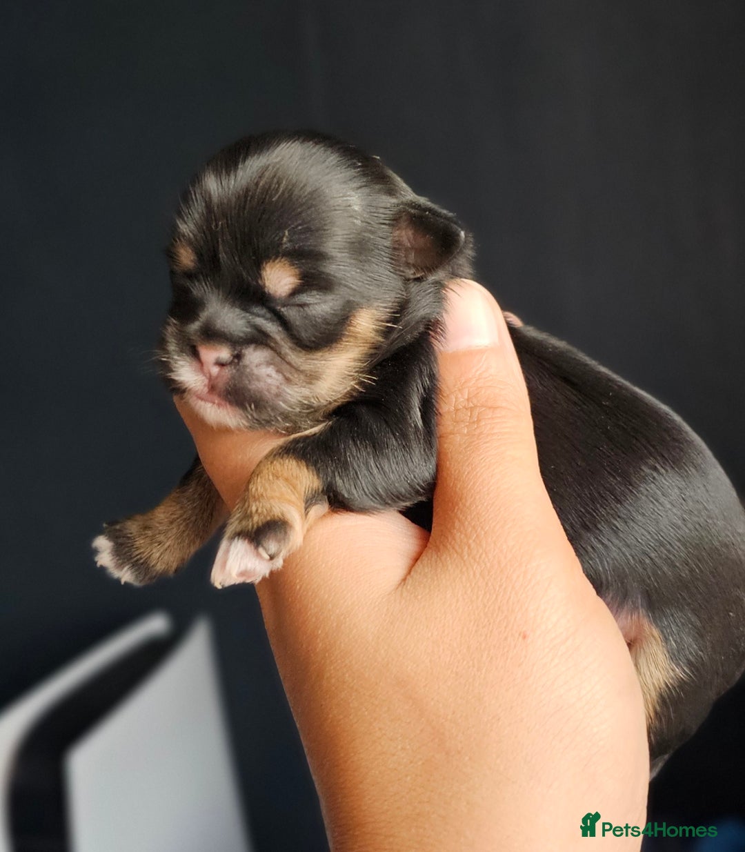 Shih Tzu dogs for sale: Beautiful Shih Tzu Puppies  - Image 3