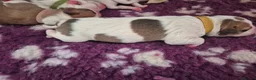 American Bulldog dogs for sale: 7 absolutely stunning puppies available  - Advert 16