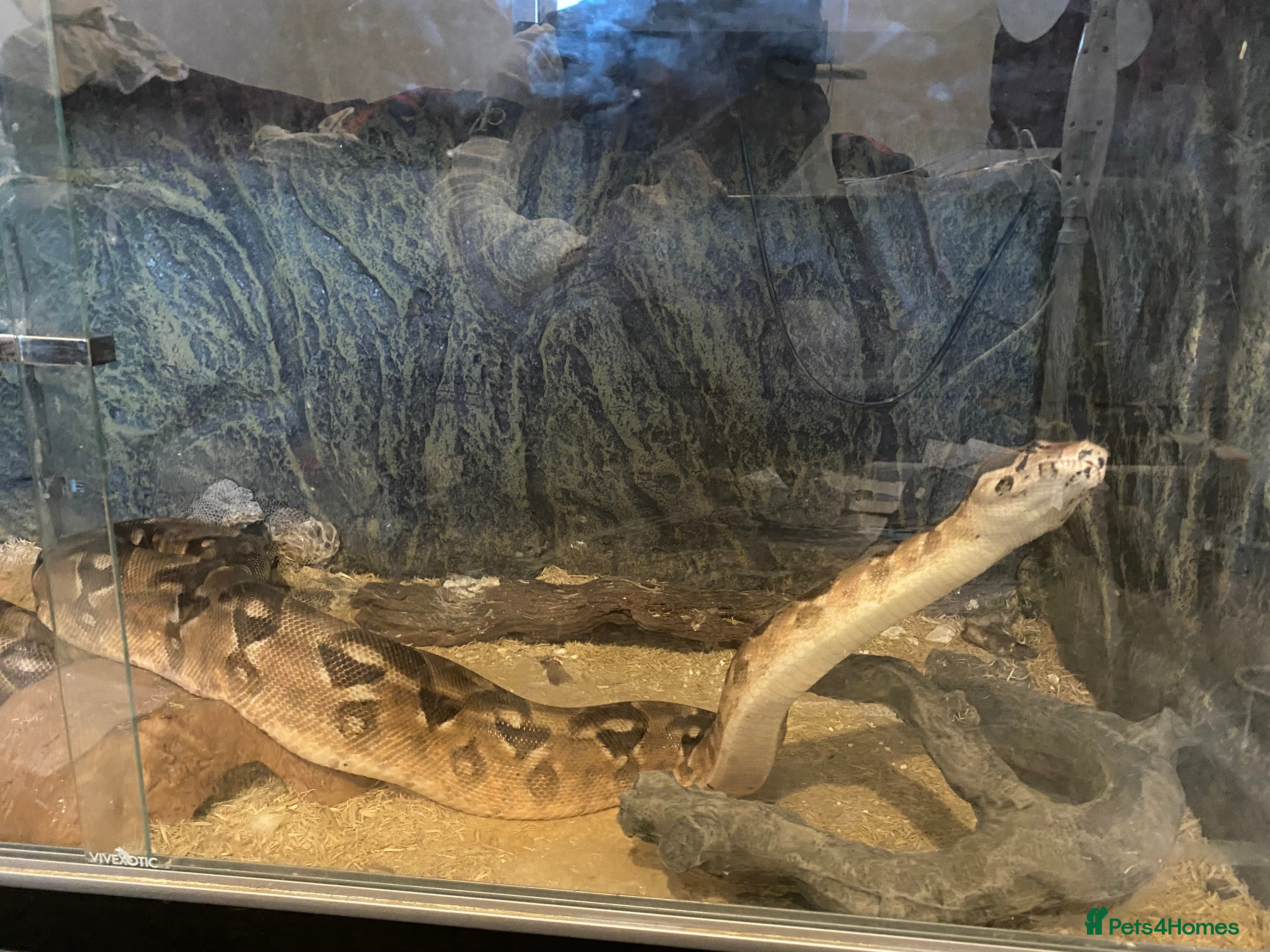 Boa Snake reptiles Python Boa in Reading - Advert 1