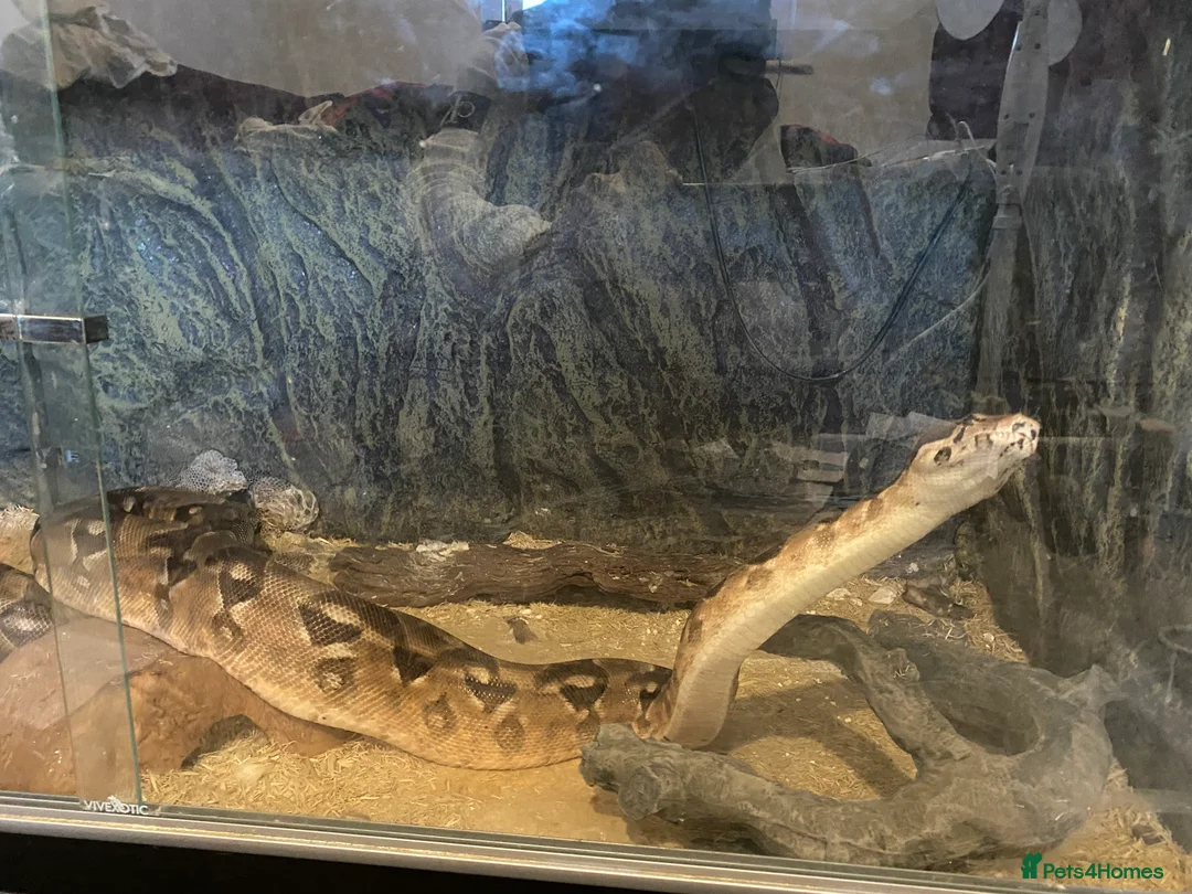 Boa Snake reptiles for sale: Python Boa in Reading - Advert 1