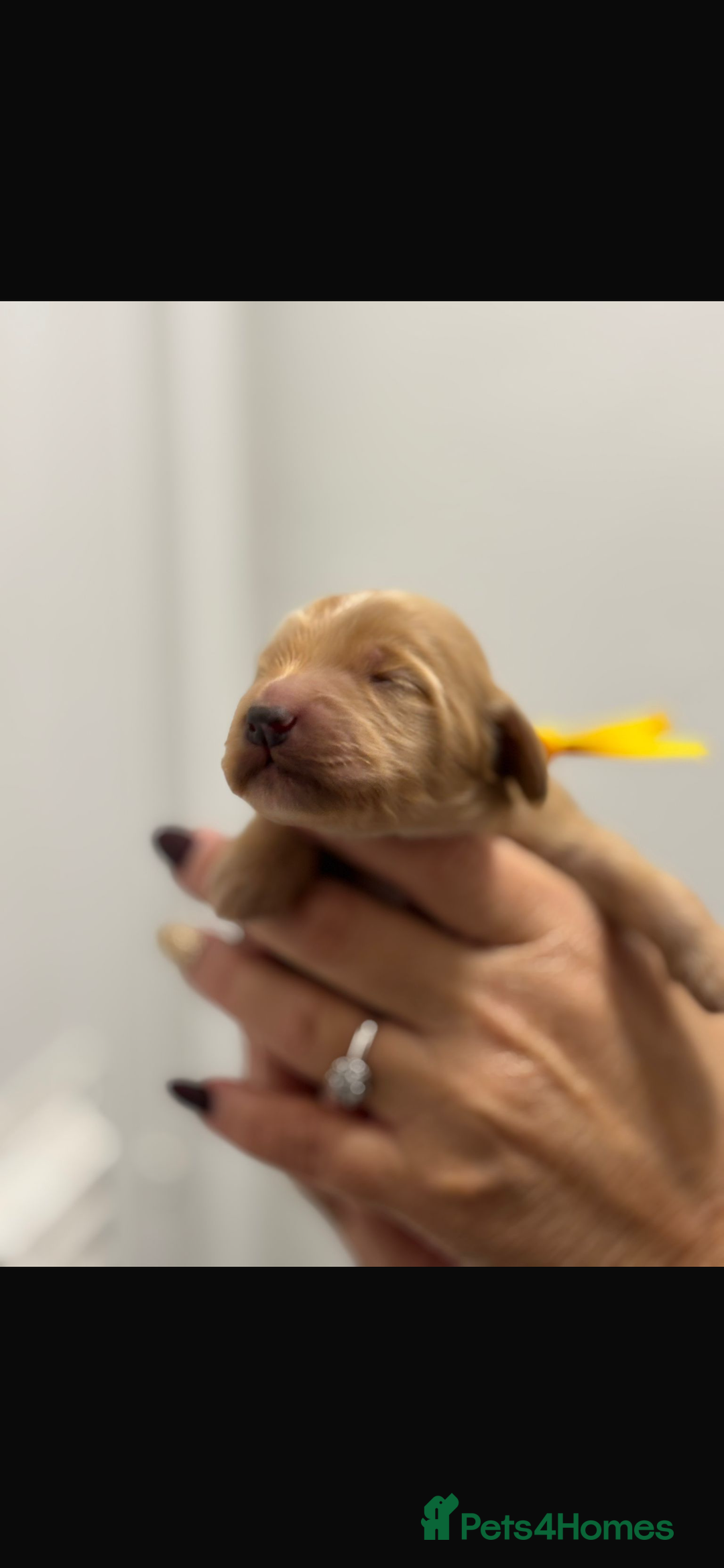 Australian Labradoodle dogs for sale: Beautiful Labradoodle puppies  - Advert 6