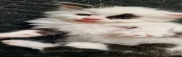 Mixed Breed cats for sale: Lovely kittens looking for forever homes - Advert 14
