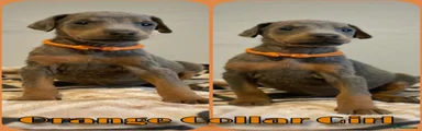 Dobermann 7