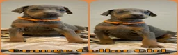 Dobermann dogs for sale: Stunning Dobermann Puppies  - Advert 5