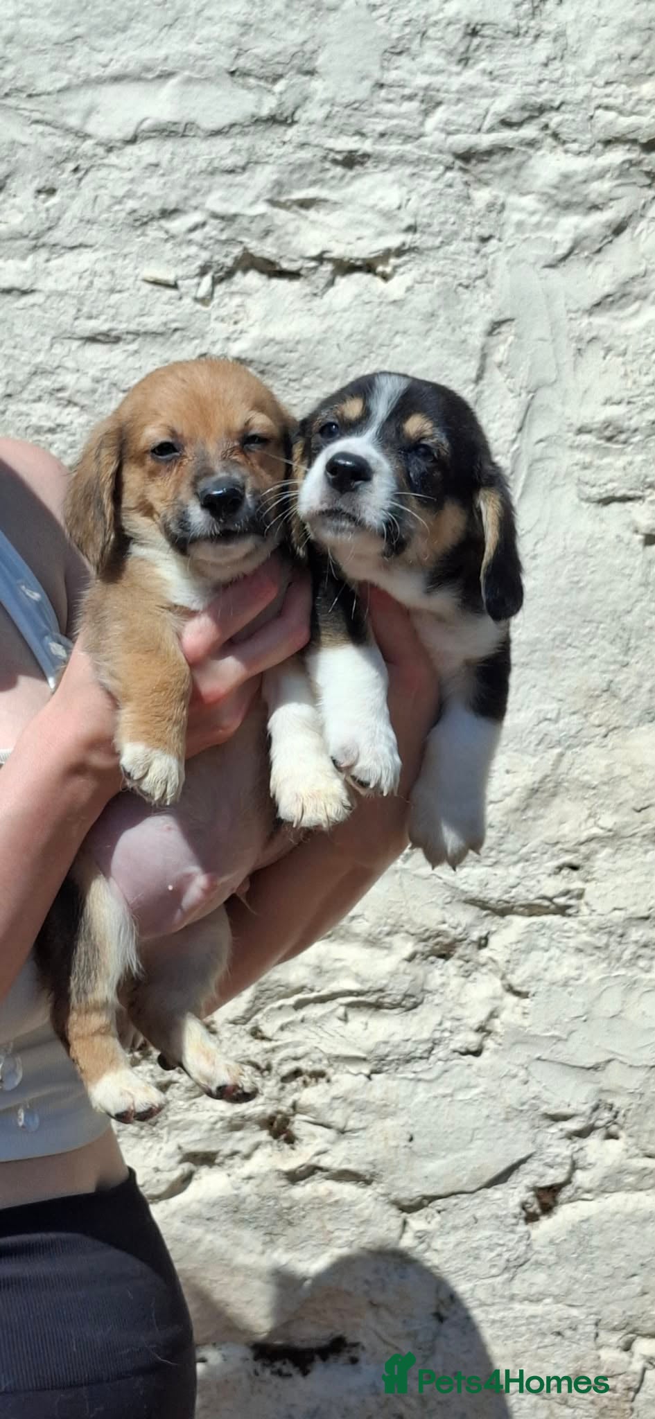Mixed Breed dogs Beautiful Corgi cross basset pups 🐾 - Advert 22
