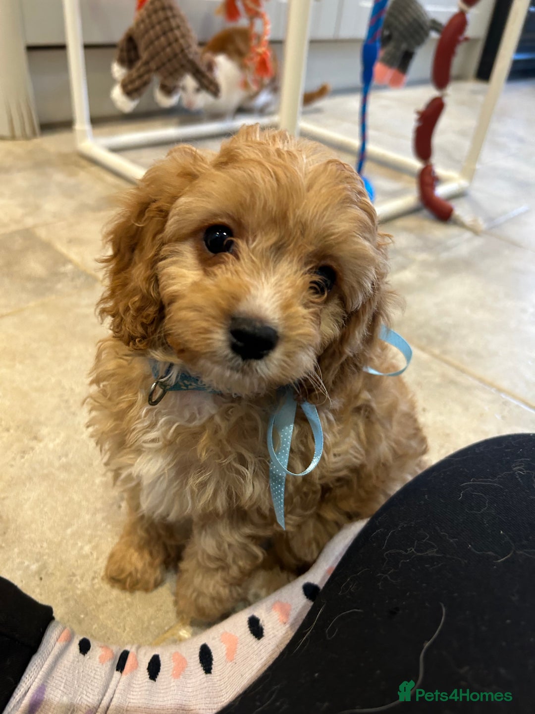 Cavapoo dogs for sale: Cavapoo F1 Ready Now - Advert 13
