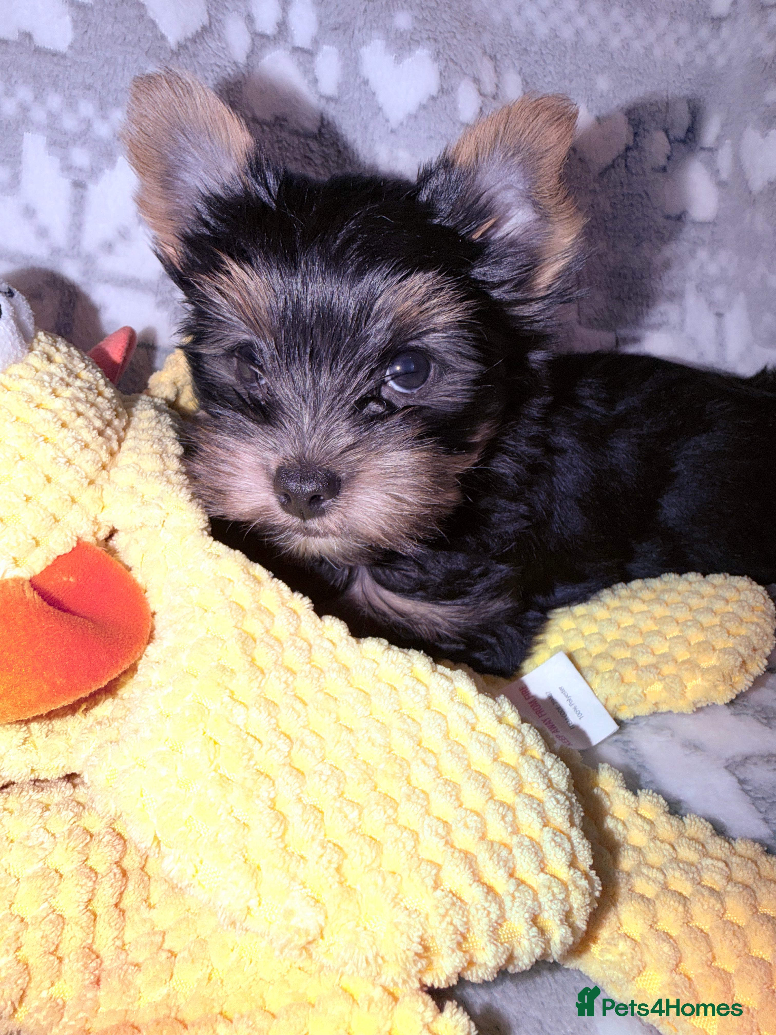 Yorkshire Terrier dogs Ready Now Small Boy Yorkshire Terrier  - Advert 14