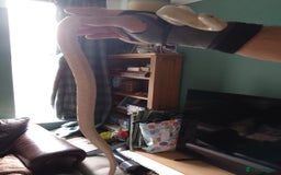 Corn Snake reptiles for sale: Snow corn snake  - Image 3