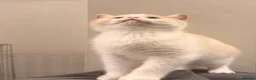 British Shorthair cats for sale: Stunning GCCF British Shorthair Cream Bicolour Boy - Advert 5
