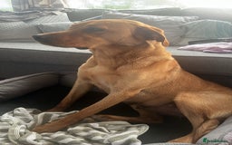 Labrador Retriever dogs for sale: Fox Red pedigree Labradors in Pwllheli - Image 12