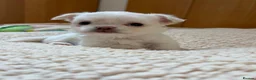 Chihuahua dogs for sale: Beautiful Chihuahua Boys 🐾 - Advert 17