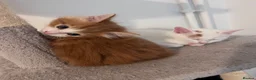 Mixed Breed cats for sale: Beautiful kittens  - Advert 9