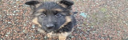 German Shepherd dogs for sale: German Shepherd pups  - Advert 14