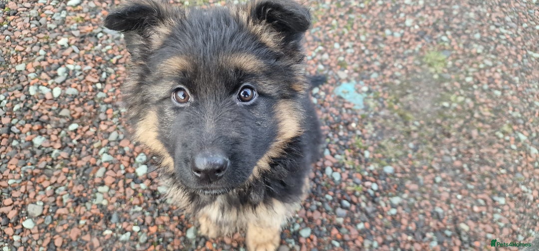 German Shepherd dogs for sale: German Shepherd pups  - Advert 14