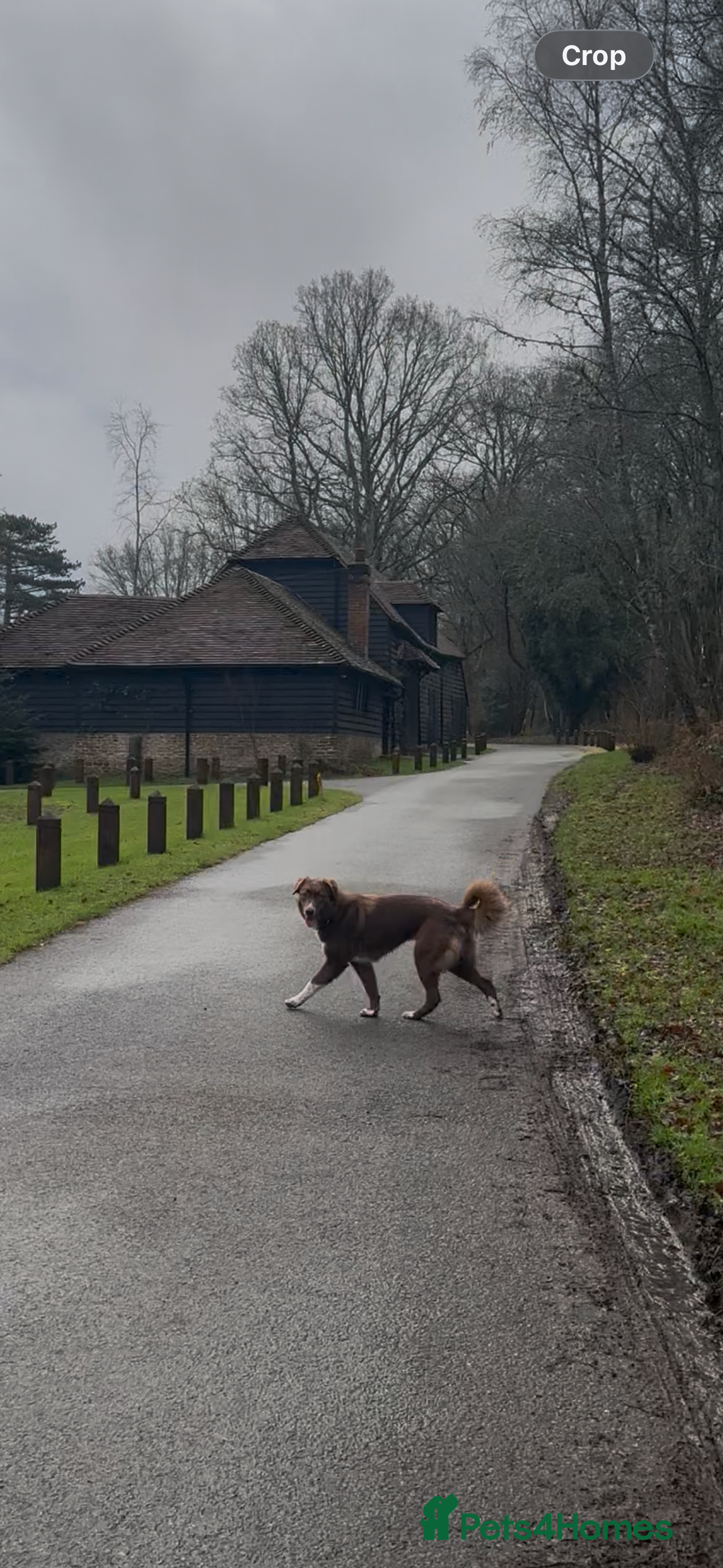Mixed Breed dogs for sale: Sophie the Australian Shepherd Looking for Home - Advert 7