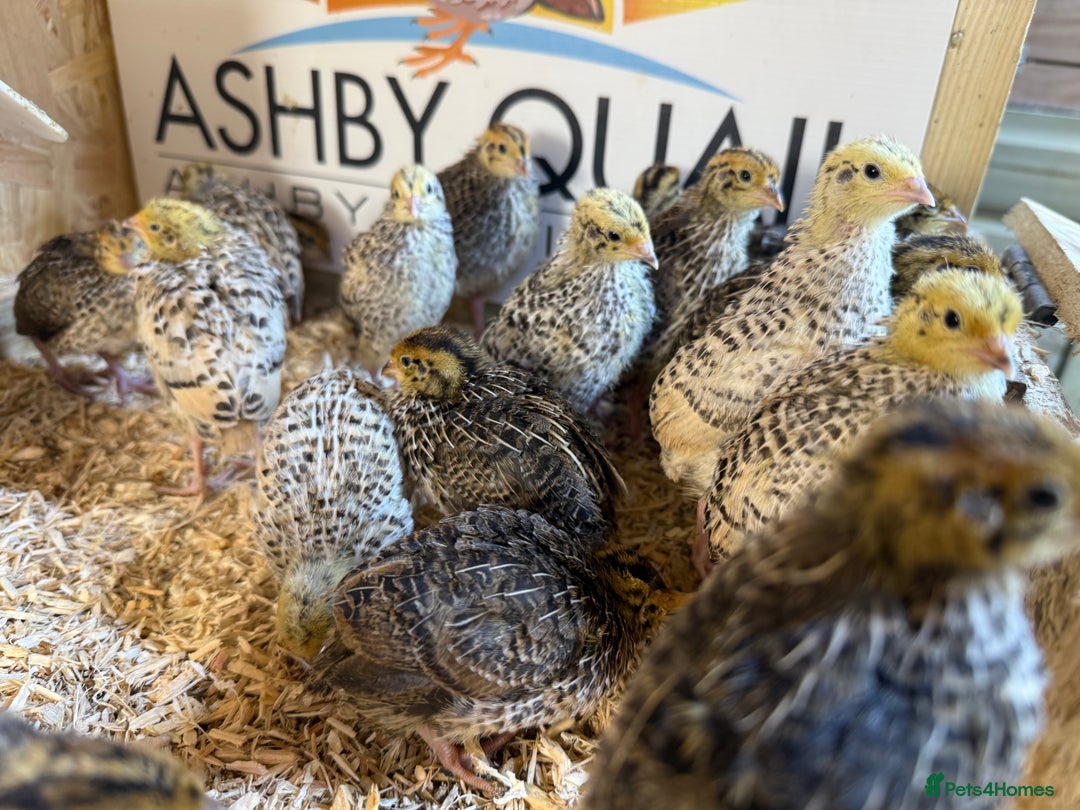 Quail poultry for sale: 🚨 COTURNIX QUAIL AVAILABLE NOW! 🐣🐥 - Image 14