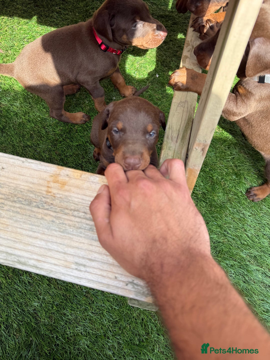 Dobermann dogs for sale: Doberman brown & tan - Image 6