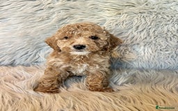 Maltipoo dogs for sale: Maltipoo puppies available  - Image 2