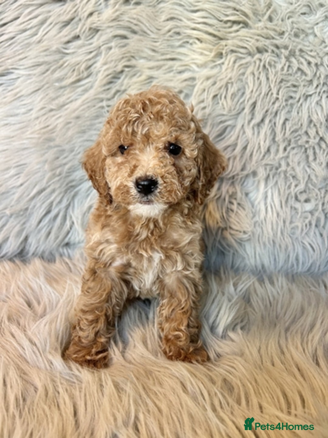 Maltipoo dogs for sale: Maltipoo puppies available  - Image 2