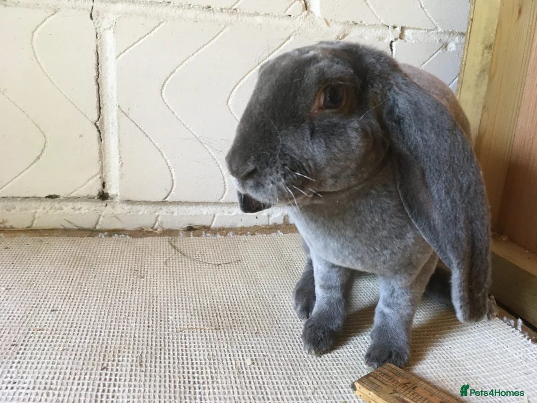 English Lop rabbits for sale: Velveteen Lop (male) - Advert 2
