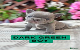 French Bulldog dogs for sale: Micro Frenchie Puppies – KC Registered - Image 34