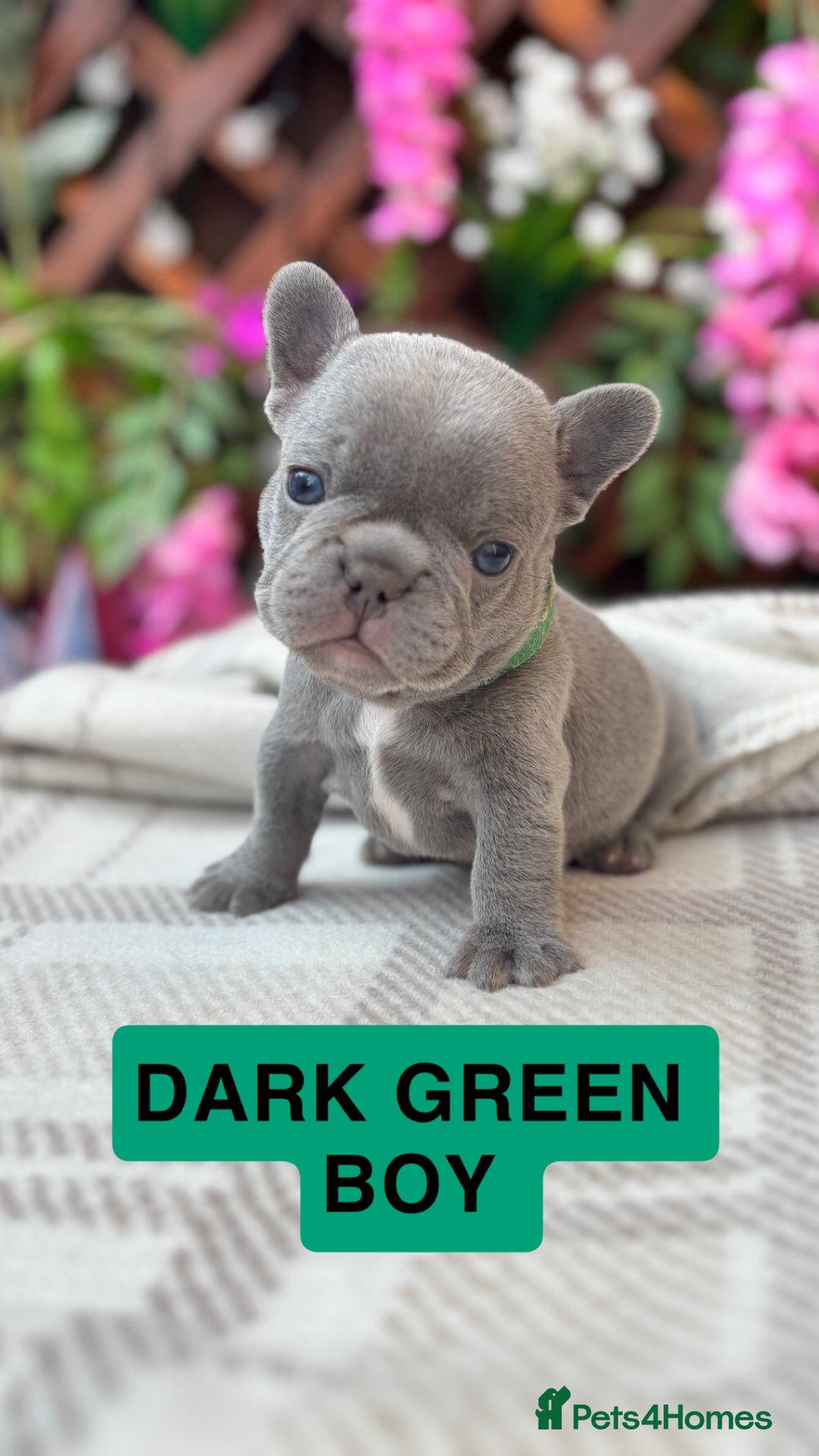 French Bulldog dogs for sale: Micro Frenchie Puppies – KC Registered - Image 34