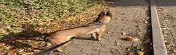 Belgian Shepherd Dog dogs for sale: Lexi  in Milton Keynes - Advert 8